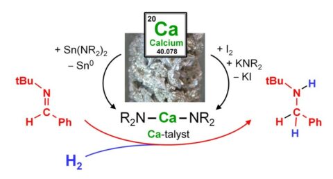 The picture shows catalysis with calcium