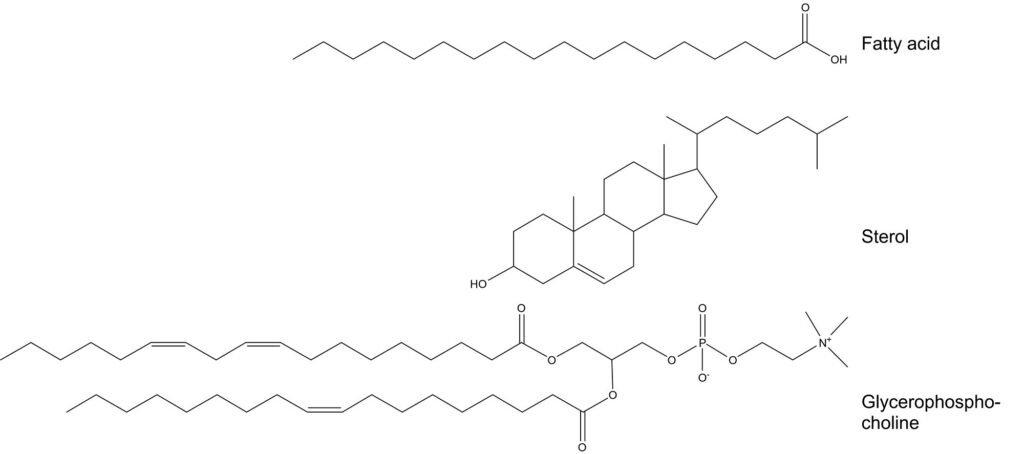 Structures of a fatty acid, a sterol and a glycerophosphocholine