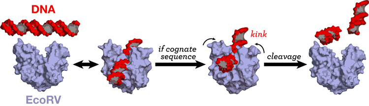 DNA cleavage by restriction enzyme EcoRV (graphic by https://scistyle.com/)