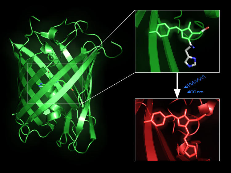 Fluorescent protein EosFP (graphic by https://scistyle.com/)