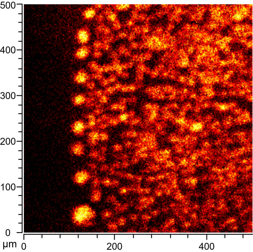 Droplets of a fatty acids as seen through ToF SIMS analysis