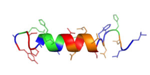 Peptide structure