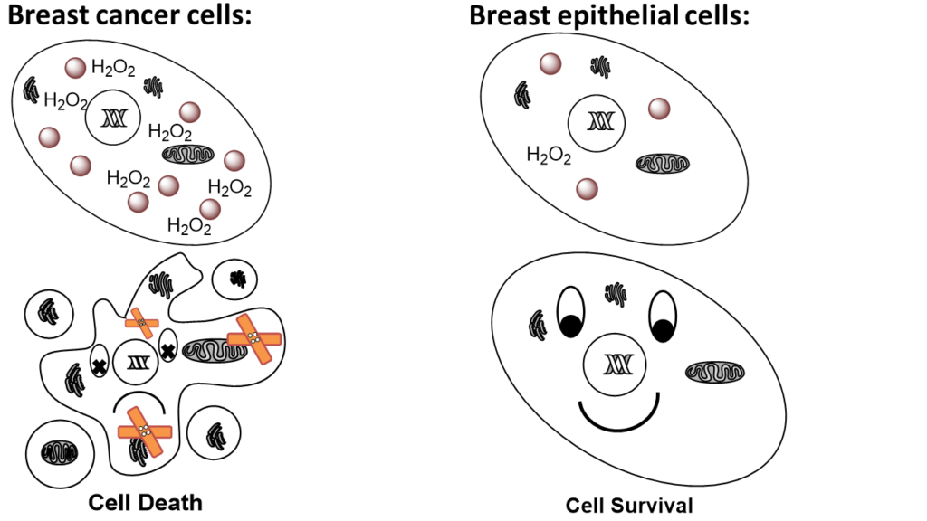 Image shows the difference in cell survival of brast cancer and breast epithelial cells. The higher concentration of hydroxyl radicals combined with a higher concentration of SPIONs inside the cancer cells enhanced the hydroxyl radical formation after X-ray radiation. Therefore a higher number of cancer cells die.