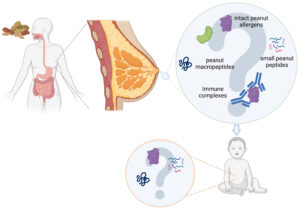 Schema zum Übergang von Erdnussallergenen in die Muttermilch