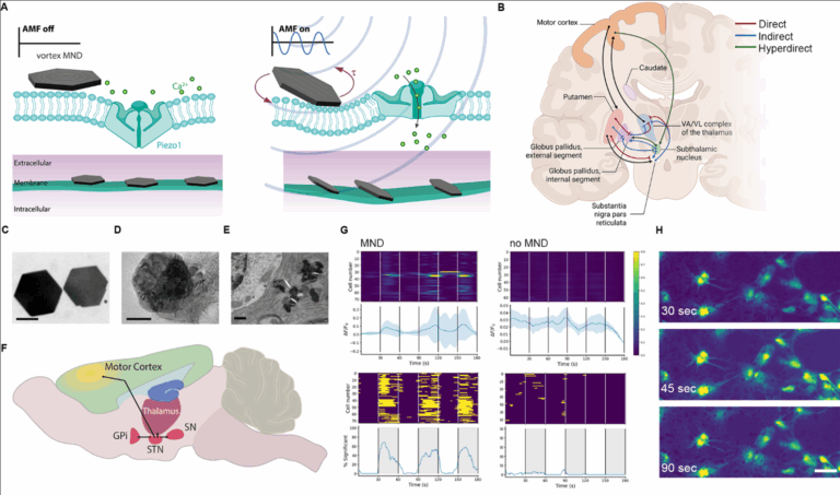 New preprint on wireless magnetomechanical neuromodulation
