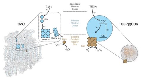 Single-atom-engineered carbon dots inspired by the structure and function of cytochrome c oxidase (Grafik: PC I-Group/FAU)