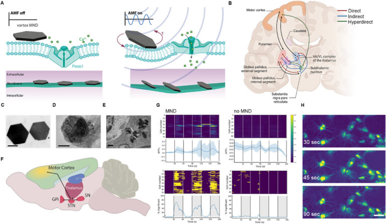 New Publication in Advanced Science